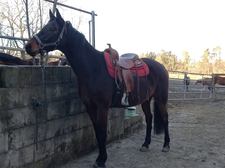 Caballo de deporte alemán Caballo castrado 7 años 166 cm Castaño in Kulmbach