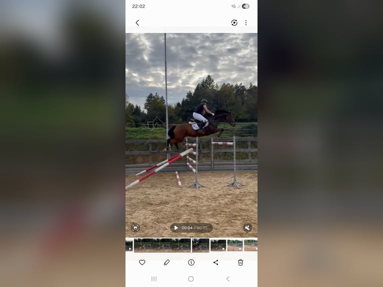 Caballo de deporte alemán Caballo castrado 7 años 166 cm Castaño in Michelstadt