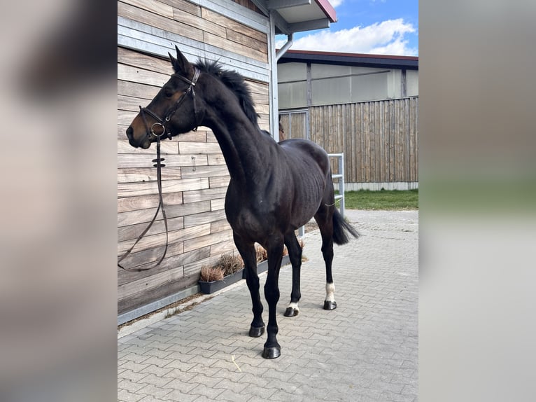Caballo de deporte alemán Caballo castrado 7 años 166 cm Castaño in Leipzig