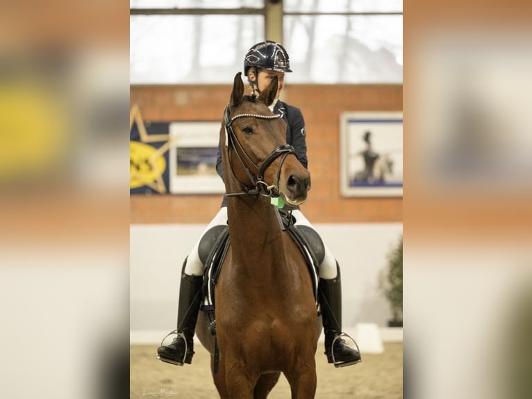 Caballo de deporte alemán Caballo castrado 7 años 166 cm Castaño oscuro in MönchengladbachMönchengladbach