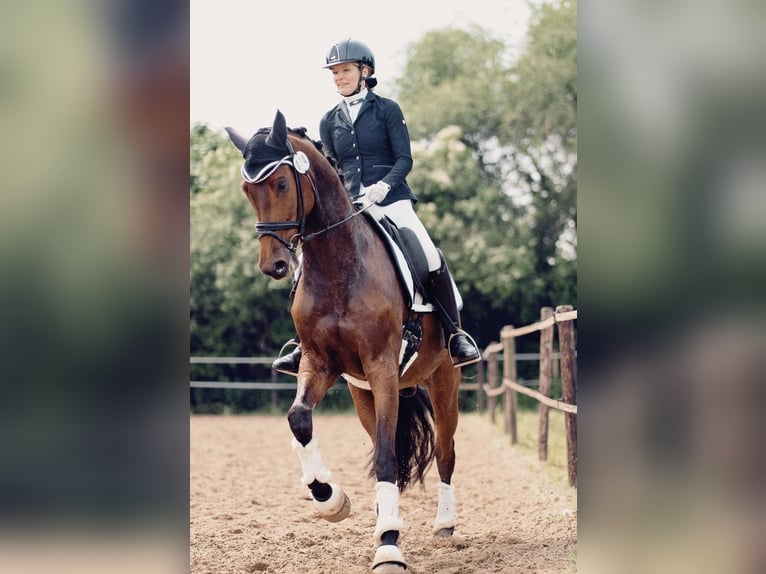 Caballo de deporte alemán Caballo castrado 7 años 166 cm Castaño oscuro in MönchengladbachMönchengladbach