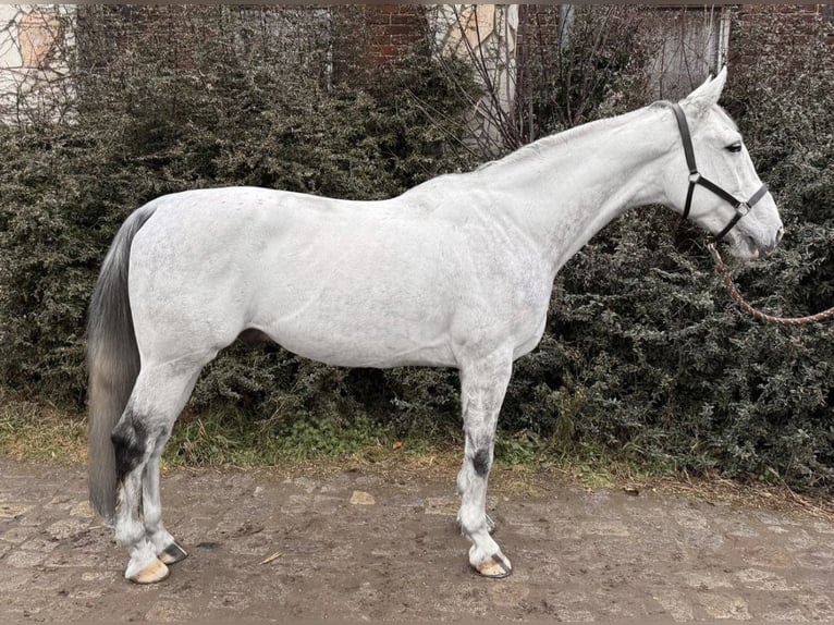 Caballo de deporte alemán Caballo castrado 7 años 166 cm Tordo in Św.Katarzyna