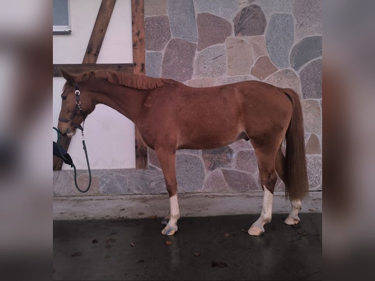 Caballo de deporte alemán Caballo castrado 7 años 167 cm Alazán in Słupsk