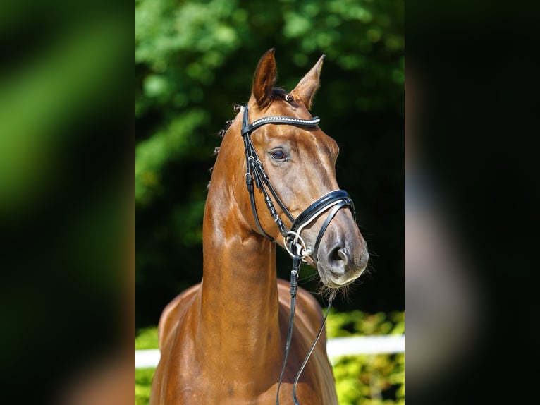 Caballo de deporte alemán Caballo castrado 7 años 167 cm Alazán-tostado in Gomadingen