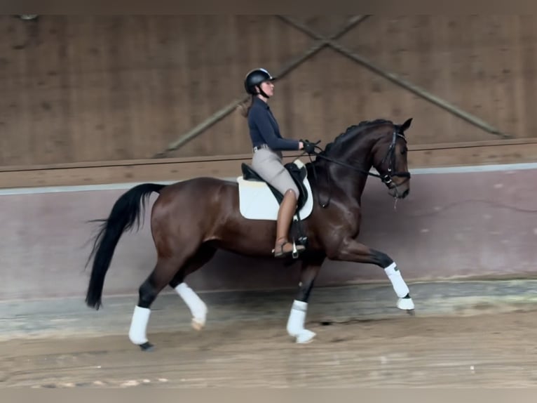 Caballo de deporte alemán Caballo castrado 7 años 167 cm Castaño in Bretten