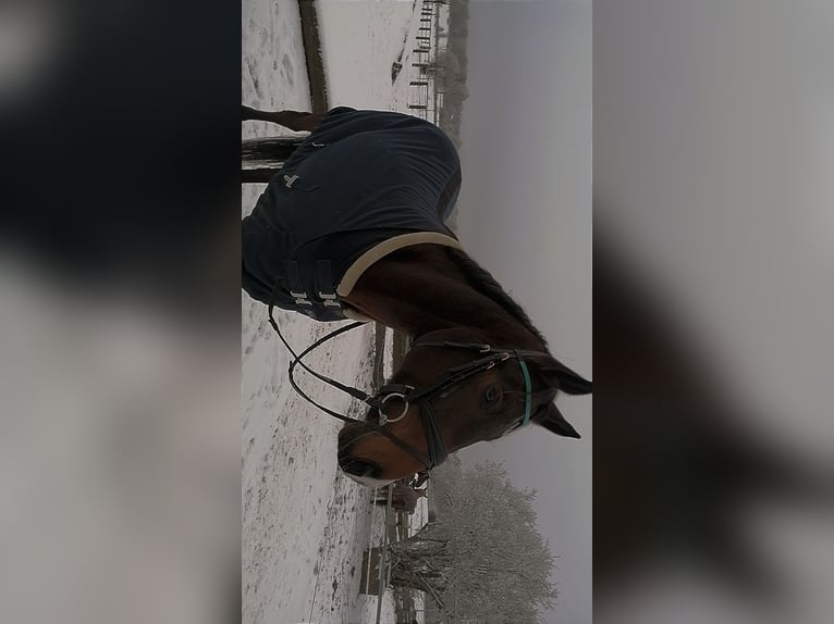 Caballo de deporte alemán Caballo castrado 7 años 167 cm Castaño in Werneuchen