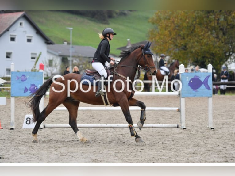 Caballo de deporte alemán Caballo castrado 7 años 167 cm Castaño in Meiningen