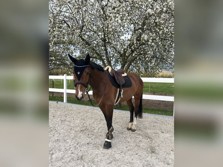 Caballo de deporte alemán Caballo castrado 7 años 167 cm Castaño in Meiningen