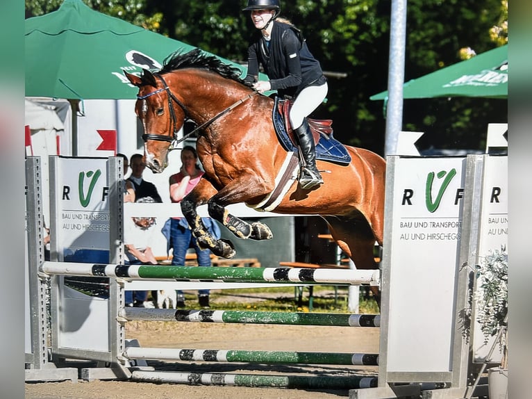 Caballo de deporte alemán Caballo castrado 7 años 167 cm Castaño in Meiningen