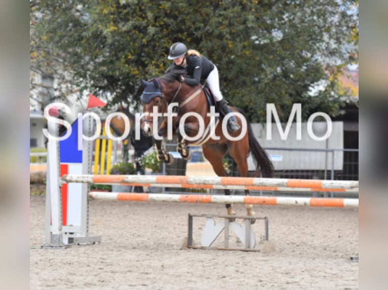 Caballo de deporte alemán Caballo castrado 7 años 167 cm Castaño in Meiningen