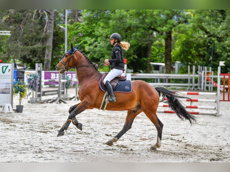 Caballo de deporte alemán Caballo castrado 7 años 167 cm Castaño in Meiningen