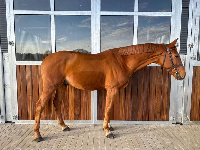 Caballo de deporte alemán Caballo castrado 7 años 168 cm Alazán in Kamenz