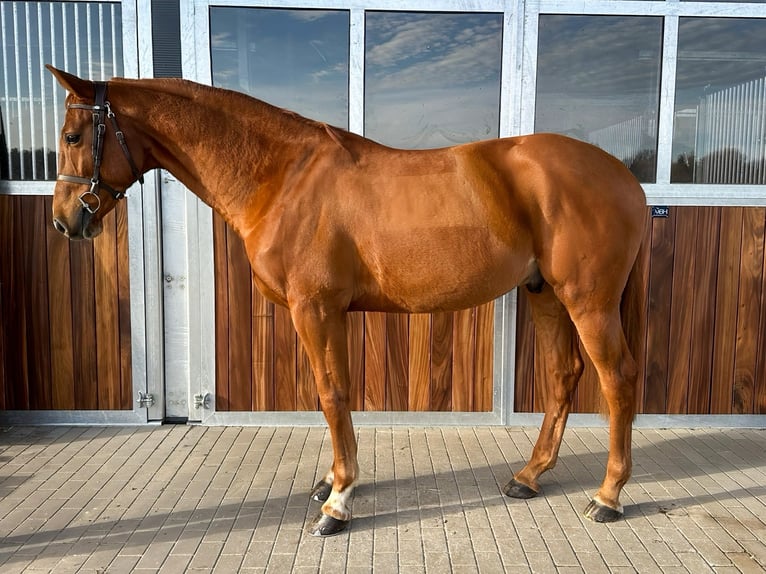 Caballo de deporte alemán Caballo castrado 7 años 168 cm Alazán in Kamenz