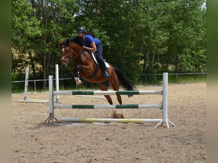 Caballo de deporte alemán Caballo castrado 7 años 168 cm Castaño in Arnstadt