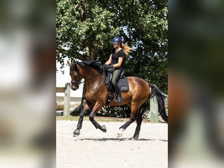 Caballo de deporte alemán Caballo castrado 7 años 168 cm Castaño in Dresden Gompitz
