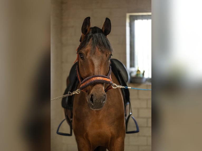 Caballo de deporte alemán Caballo castrado 7 años 168 cm Castaño in Dresden Gompitz