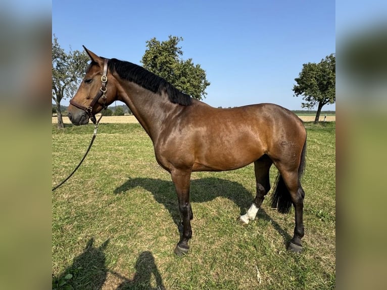 Caballo de deporte alemán Caballo castrado 7 años 168 cm Castaño in Planetal