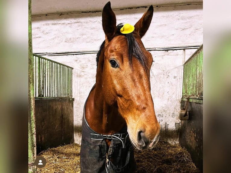 Caballo de deporte alemán Caballo castrado 7 años 168 cm Castaño in Lutherstadt Wittenberg