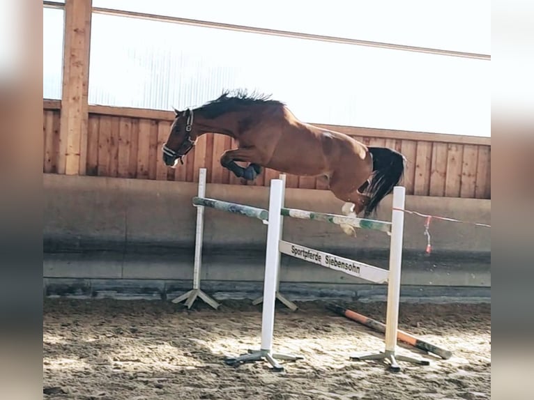 Caballo de deporte alemán Caballo castrado 7 años 168 cm Castaño in Lutherstadt Wittenberg