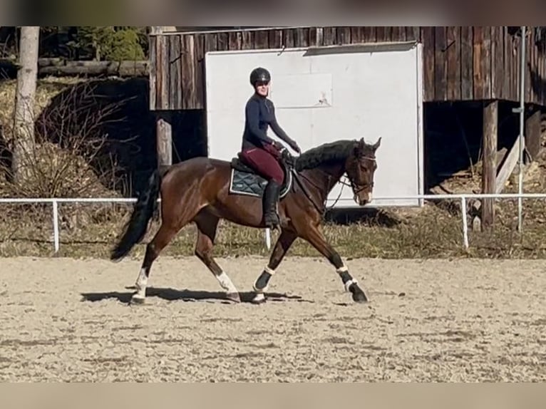 Caballo de deporte alemán Caballo castrado 7 años 168 cm Castaño in Pelmberg