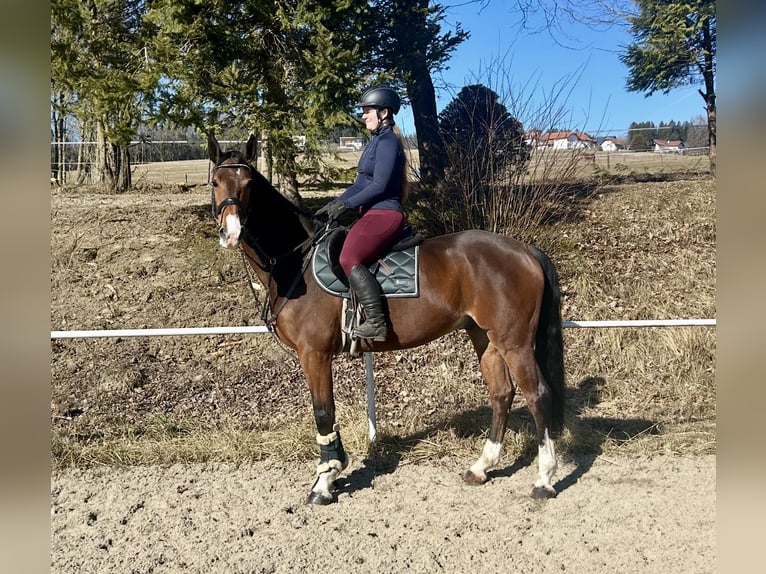 Caballo de deporte alemán Caballo castrado 7 años 168 cm Castaño in Pelmberg