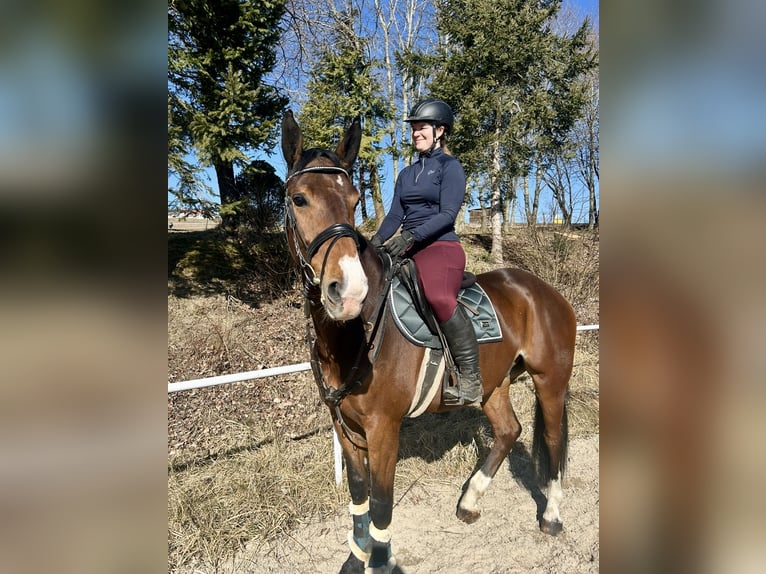 Caballo de deporte alemán Caballo castrado 7 años 168 cm Castaño in Pelmberg