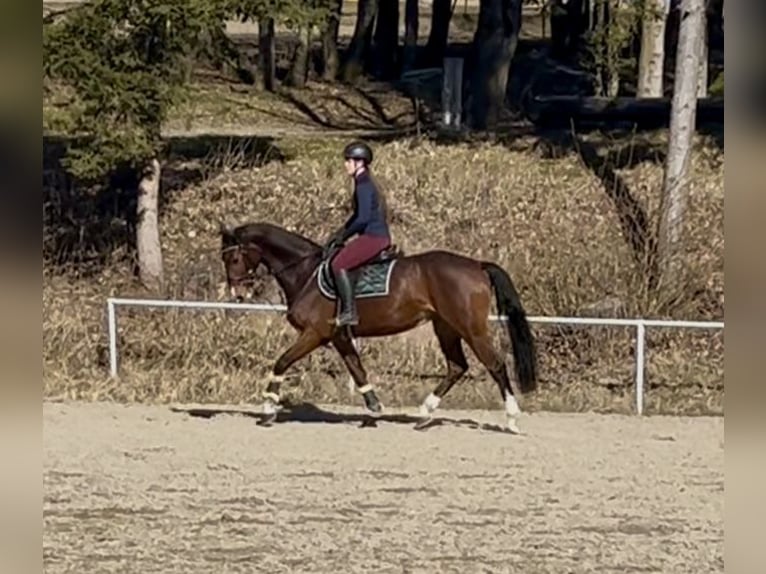 Caballo de deporte alemán Caballo castrado 7 años 168 cm Castaño in Pelmberg