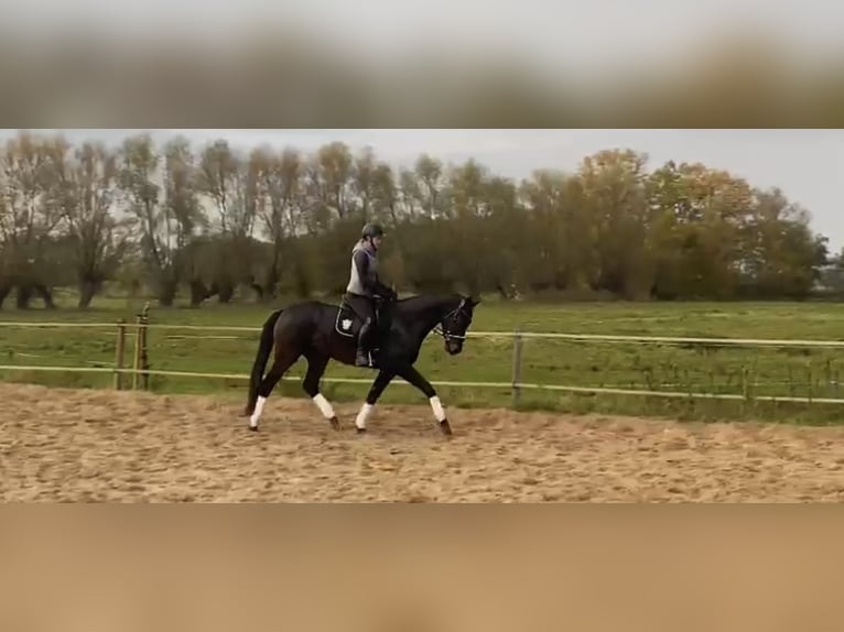 Caballo de deporte alemán Caballo castrado 7 años 168 cm Castaño oscuro in Rohrlack