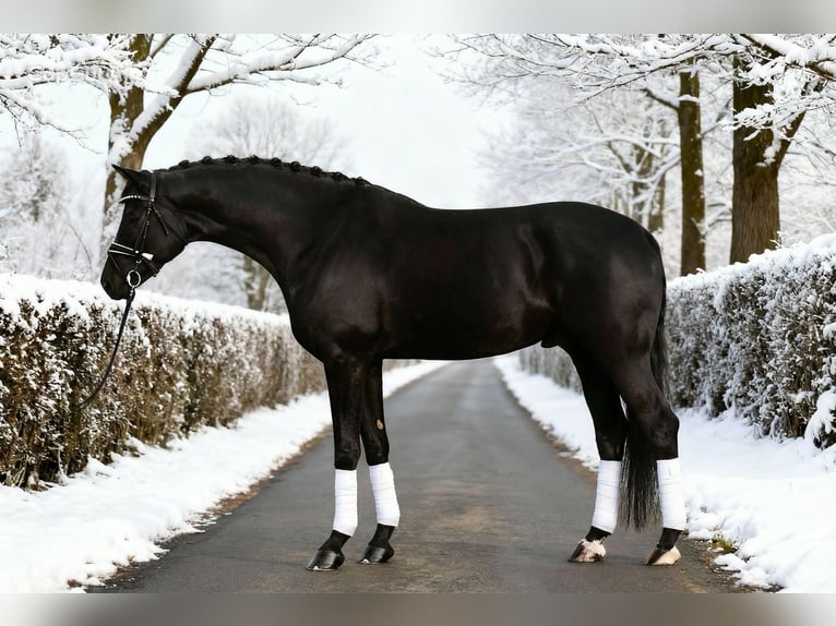 Caballo de deporte alemán Caballo castrado 7 años 168 cm Negro in Budapest