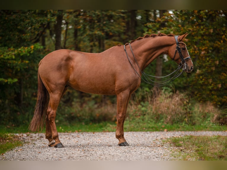 Caballo de deporte alemán Caballo castrado 7 años 169 cm Alazán in Wehringen