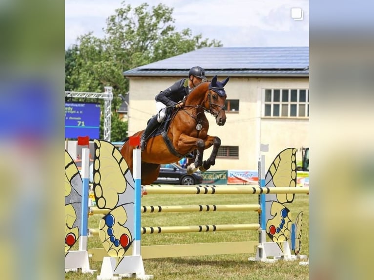 Caballo de deporte alemán Caballo castrado 7 años 169 cm Castaño in Lengenfeld