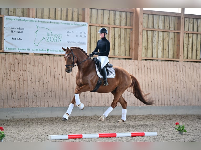 Caballo de deporte alemán Caballo castrado 7 años 170 cm Alazán in Brieselang