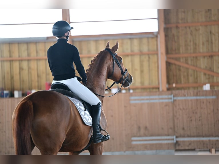 Caballo de deporte alemán Caballo castrado 7 años 170 cm Alazán in Brieselang