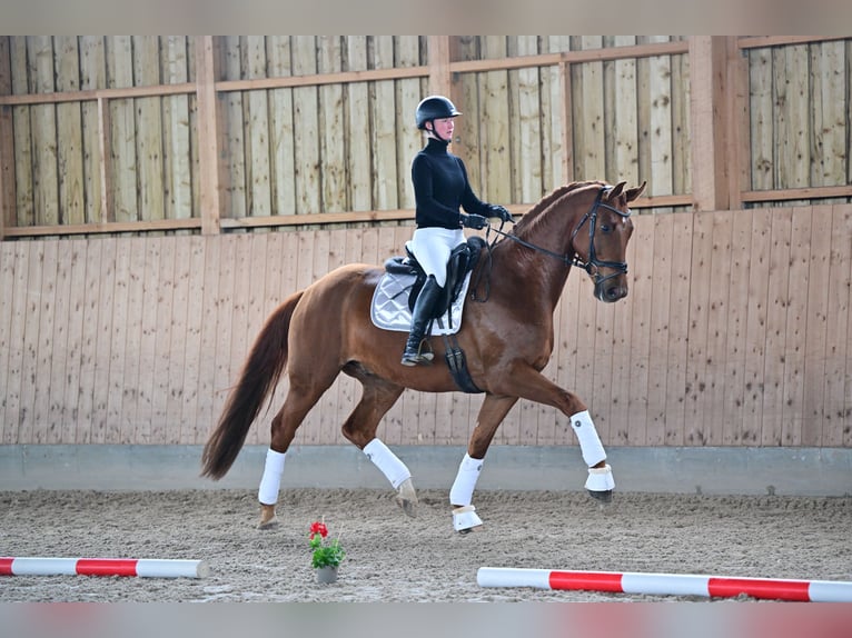 Caballo de deporte alemán Caballo castrado 7 años 170 cm Alazán in Brieselang