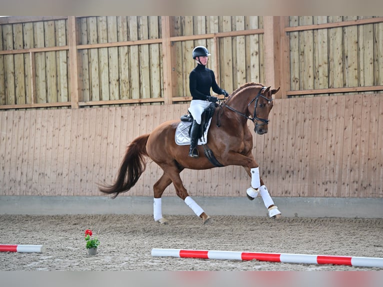 Caballo de deporte alemán Caballo castrado 7 años 170 cm Alazán in Brieselang