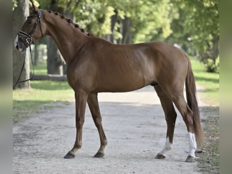 Caballo de deporte alemán Caballo castrado 7 años 170 cm Alazán in Ladeburg