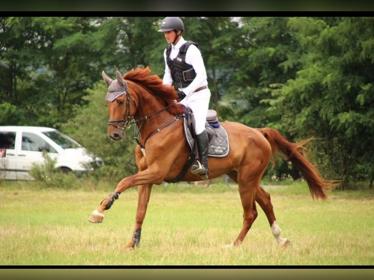 Caballo de deporte alemán Caballo castrado 7 años 170 cm Alazán in Goes