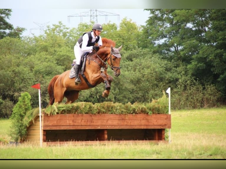 Caballo de deporte alemán Caballo castrado 7 años 170 cm Alazán in Goes