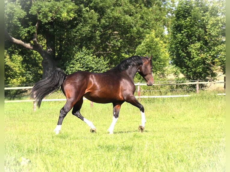 Caballo de deporte alemán Caballo castrado 7 años 170 cm in Zörbig