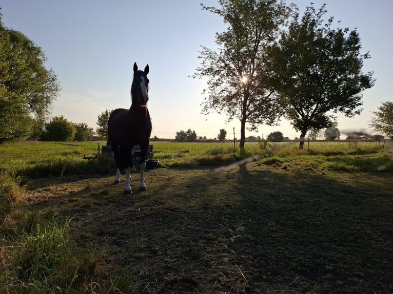 Caballo de deporte alemán Caballo castrado 7 años 170 cm in Zörbig