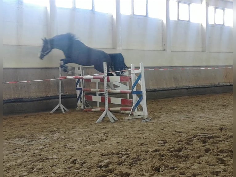 Caballo de deporte alemán Caballo castrado 7 años 170 cm in Zörbig