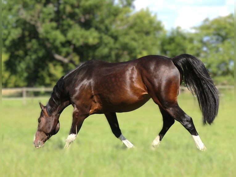 Caballo de deporte alemán Caballo castrado 7 años 170 cm in Zörbig