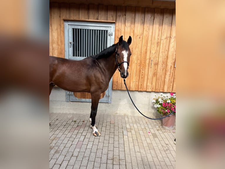 Caballo de deporte alemán Caballo castrado 7 años 170 cm in Kirkel