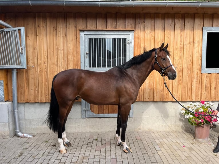 Caballo de deporte alemán Caballo castrado 7 años 170 cm in Kirkel