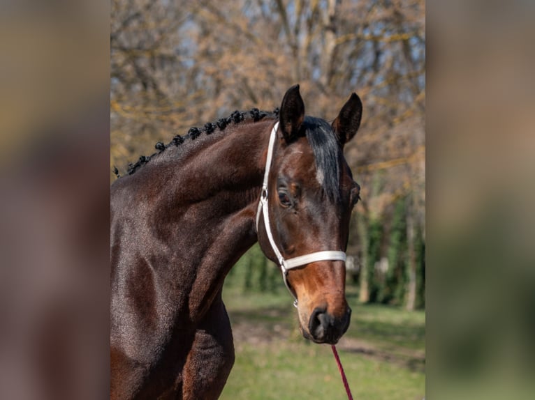 Caballo de deporte alemán Caballo castrado 7 años 170 cm Castaño in Békéscsaba