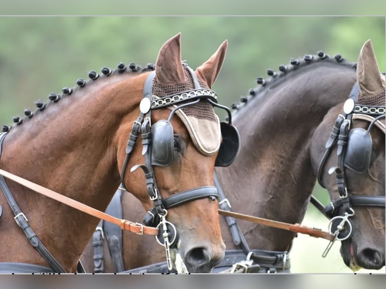 Caballo de deporte alemán Caballo castrado 7 años 170 cm Castaño in Wahlitz