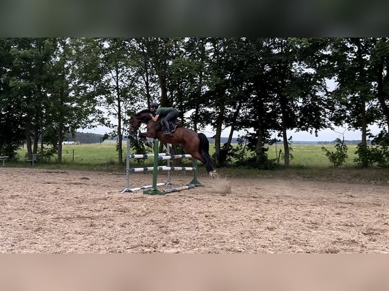 Caballo de deporte alemán Caballo castrado 7 años 170 cm Castaño in Liepe