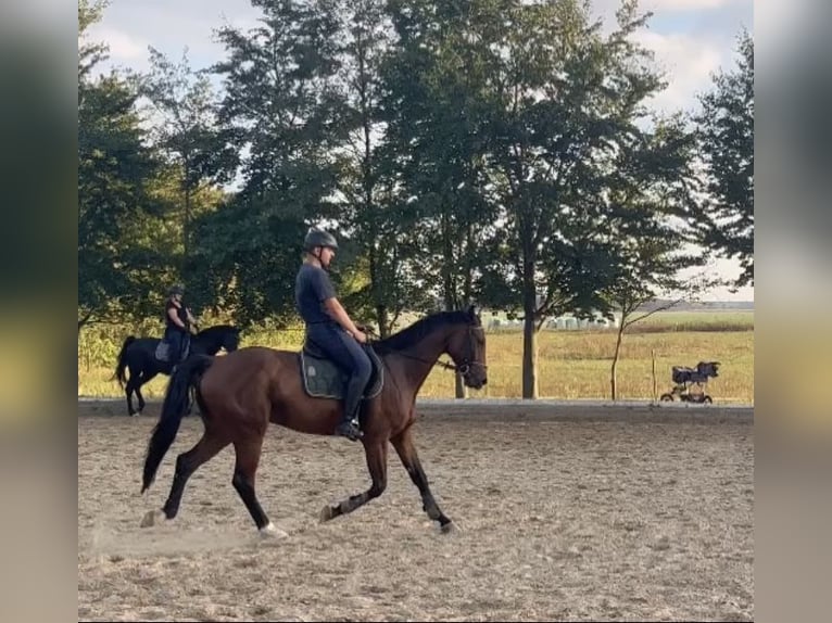 Caballo de deporte alemán Caballo castrado 7 años 170 cm Castaño in Liepe