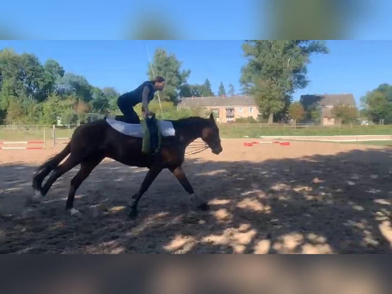 Caballo de deporte alemán Caballo castrado 7 años 170 cm Castaño in Liepe