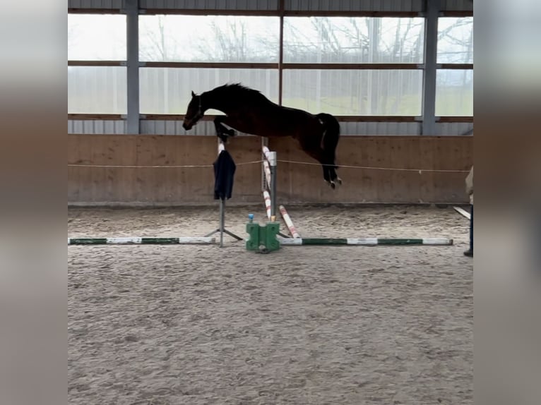 Caballo de deporte alemán Caballo castrado 7 años 170 cm Castaño in Liepe